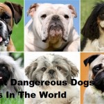 20 Most Dangereous Dogs Breeds In The World