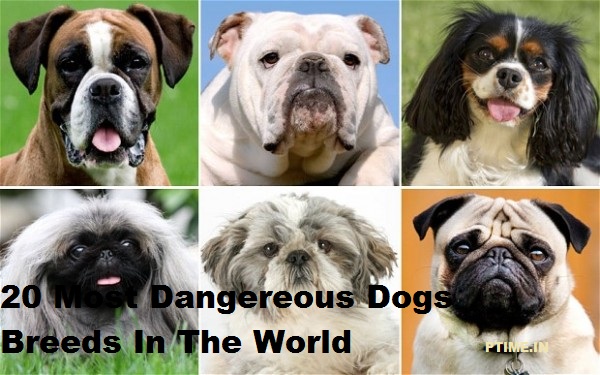 20 Most Dangereous Dogs Breeds In The World